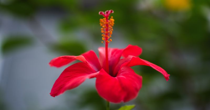 Hibiscus Tisane : 8 Bienfaits Santé Prouvés