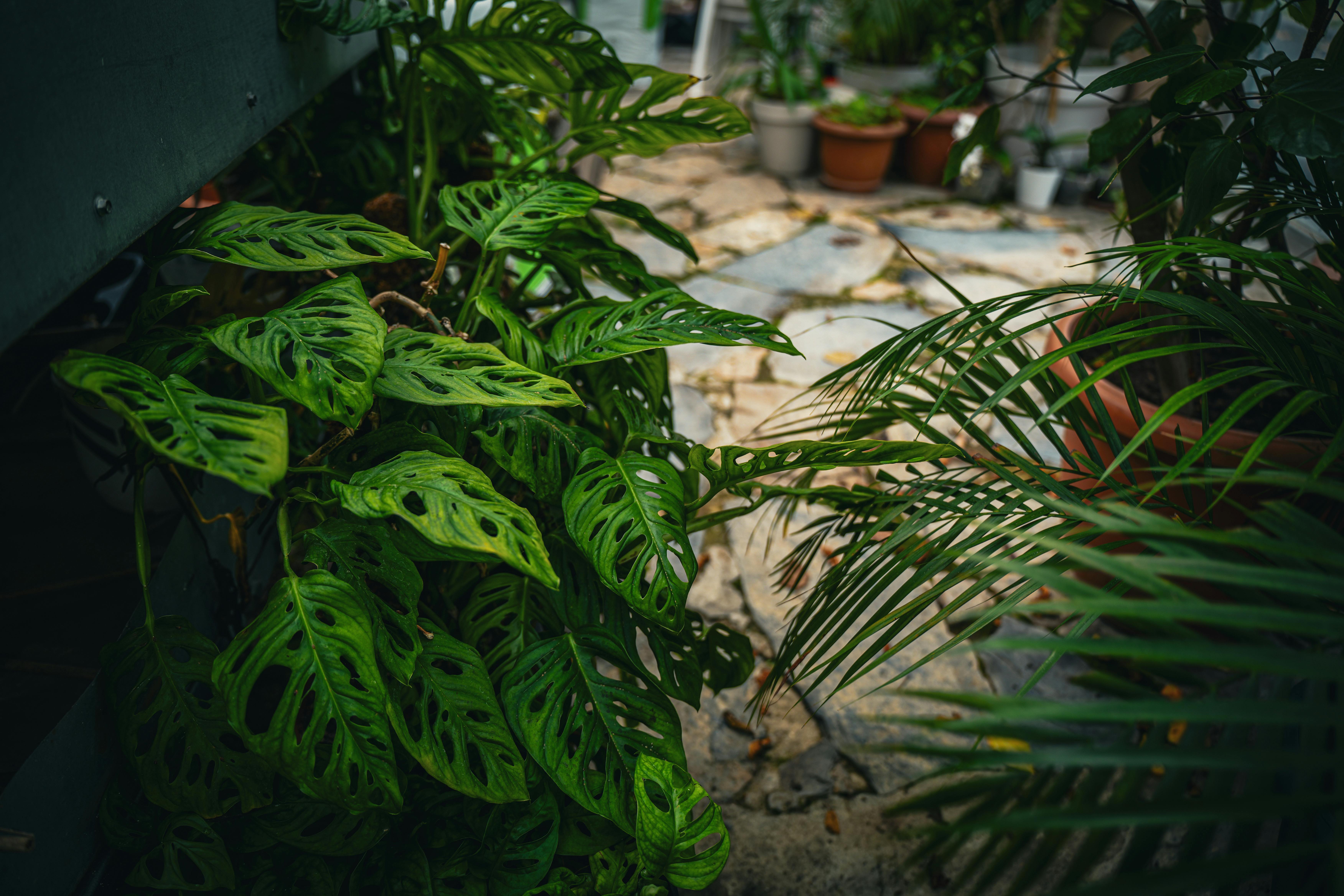 gardening, gardening leave, gardening tools, gardening gloves, gardening leave meaning, gardening hoe, gardening shoes, garde
