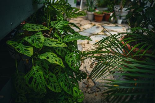 Free Vibrant tropical plants in an outdoor garden pathway create a serene atmosphere. Stock Photo