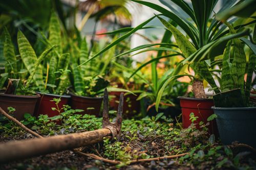 Free Vibrant indoor garden with tropical plants and a gardening tool resting on the soil. Stock Photo