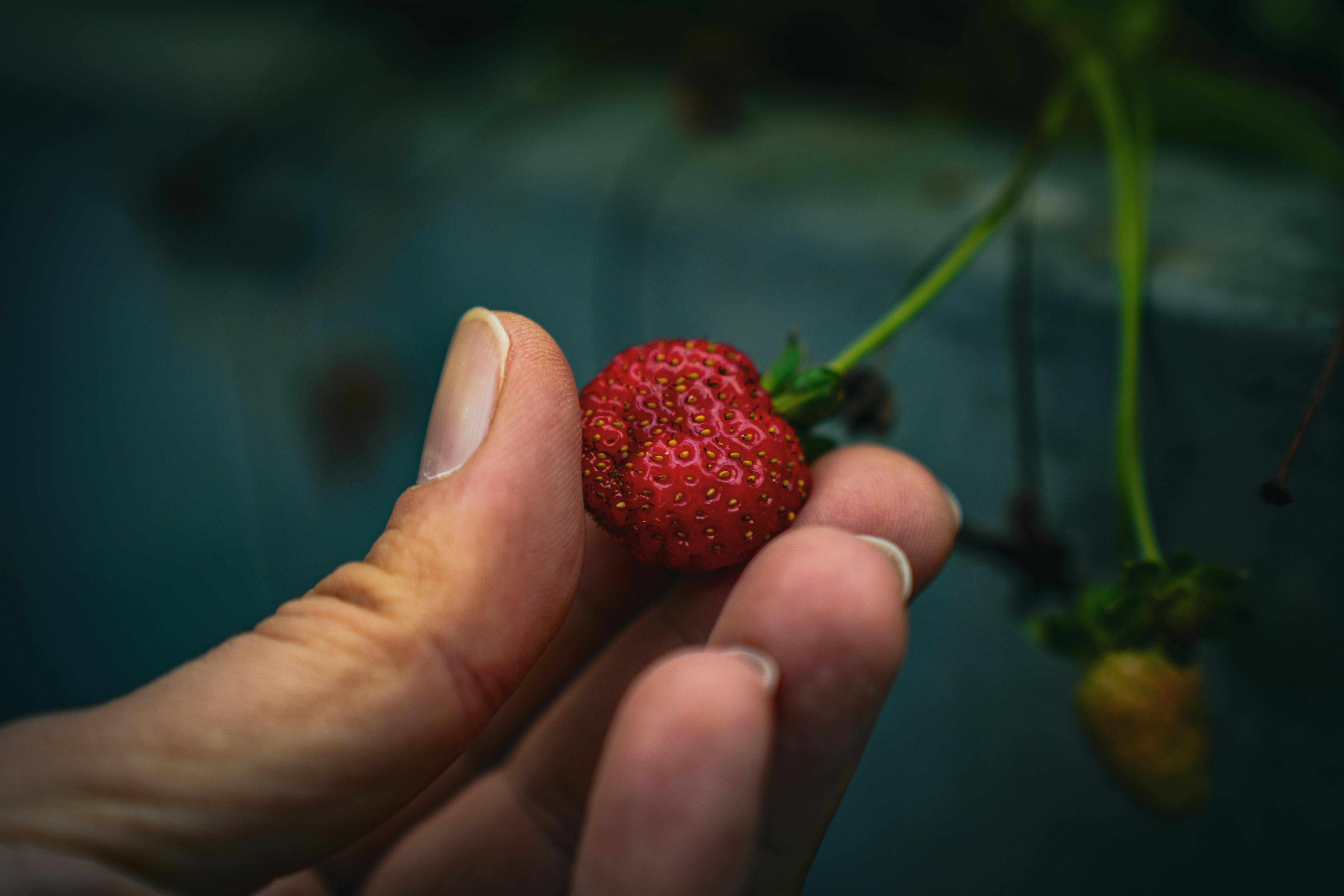 A macro shot of a hand holding a ripe red strawberry with lush background.