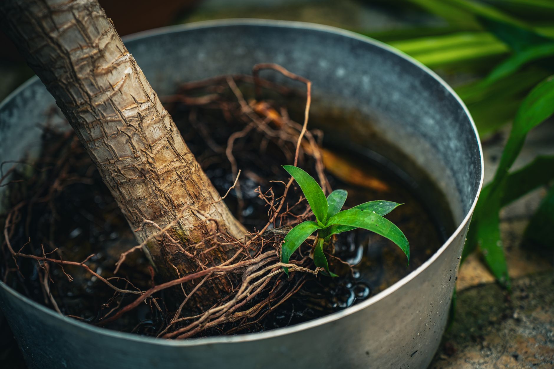 Ashwagandha plant with roots, a popular adaptogen for stress relief
