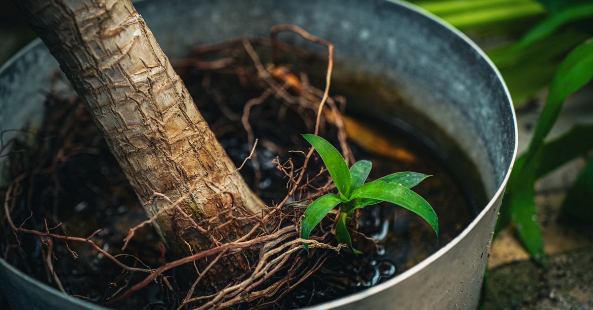Visão detalhada de uma planta em vaso, destacando raízes e folhagem verde ao ar livre.