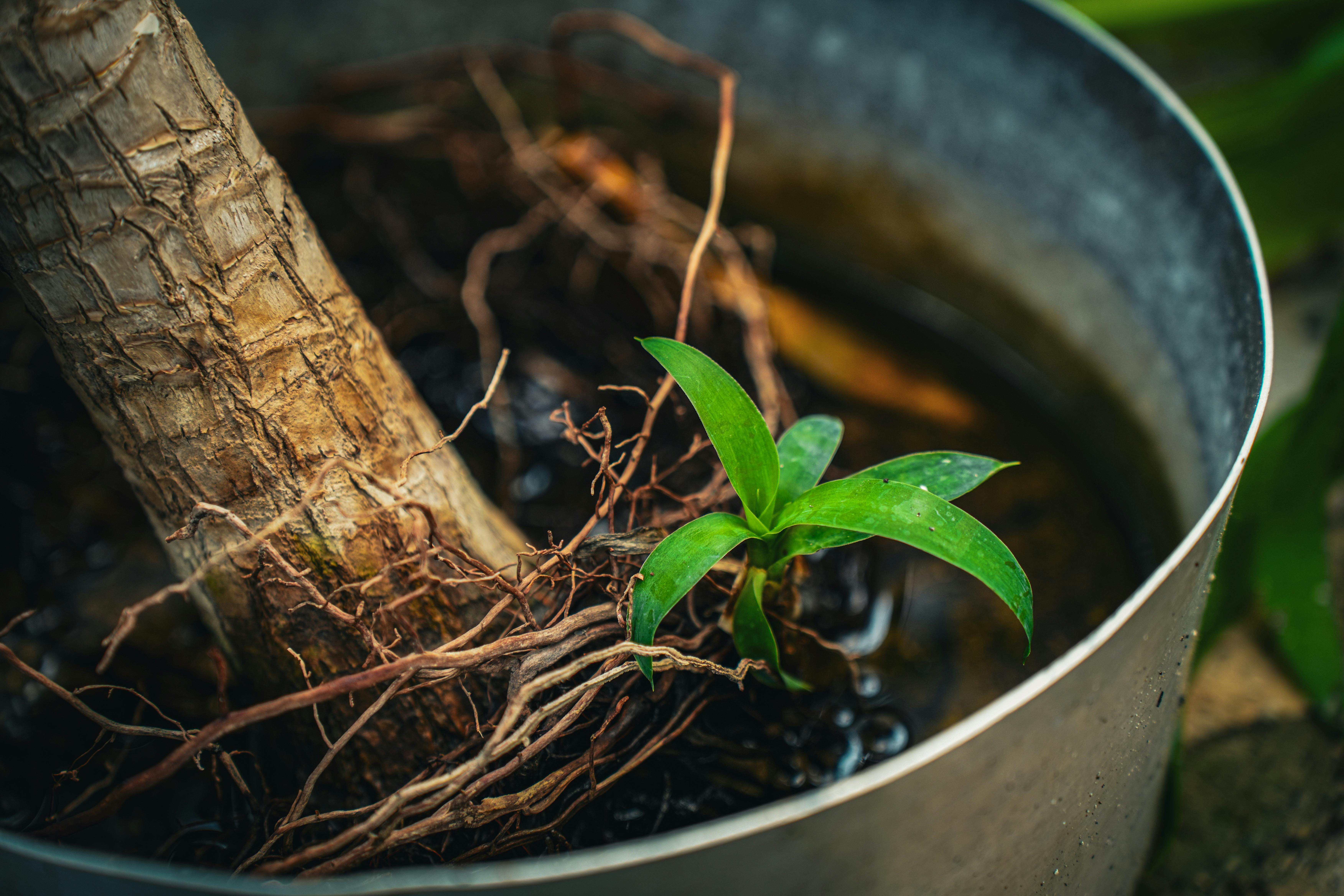 Detailed shot of a young plant with vibrant leaves and exposed roots in a pot.