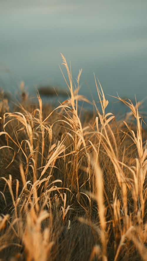 Free A serene view of golden dried grasses swaying gently outdoors in soft evening light. Stock Photo