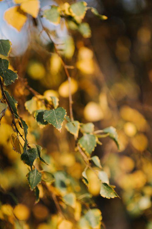 Free Close-up of golden autumn leaves on a branch in sunlight, creating a warm natural texture. Stock Photo