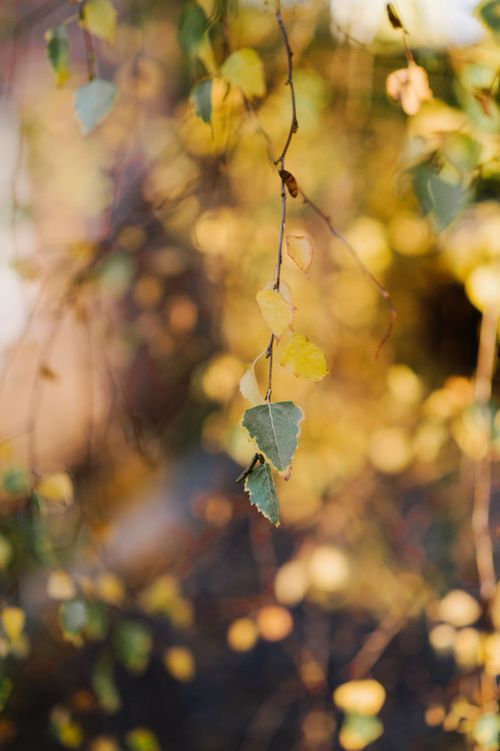 Free Close-up of golden autumn leaves in soft sunlight, creating a warm, earthy atmosphere. Stock Photo
