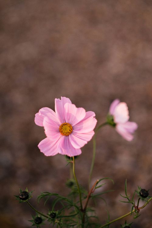 Free Delicate pink cosmos flower with yellow center in a natural garden setting. Stock Photo