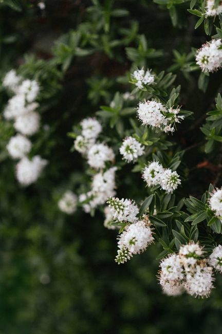 Photo by Anete Lusina on Pexels Close-up of delicate white wildflowers blooming amidst lush green foliage outdoors.