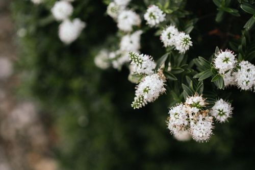 Free Close-up of delicate white flowers blooming in lush green foliage, showcasing natural beauty. Stock Photo