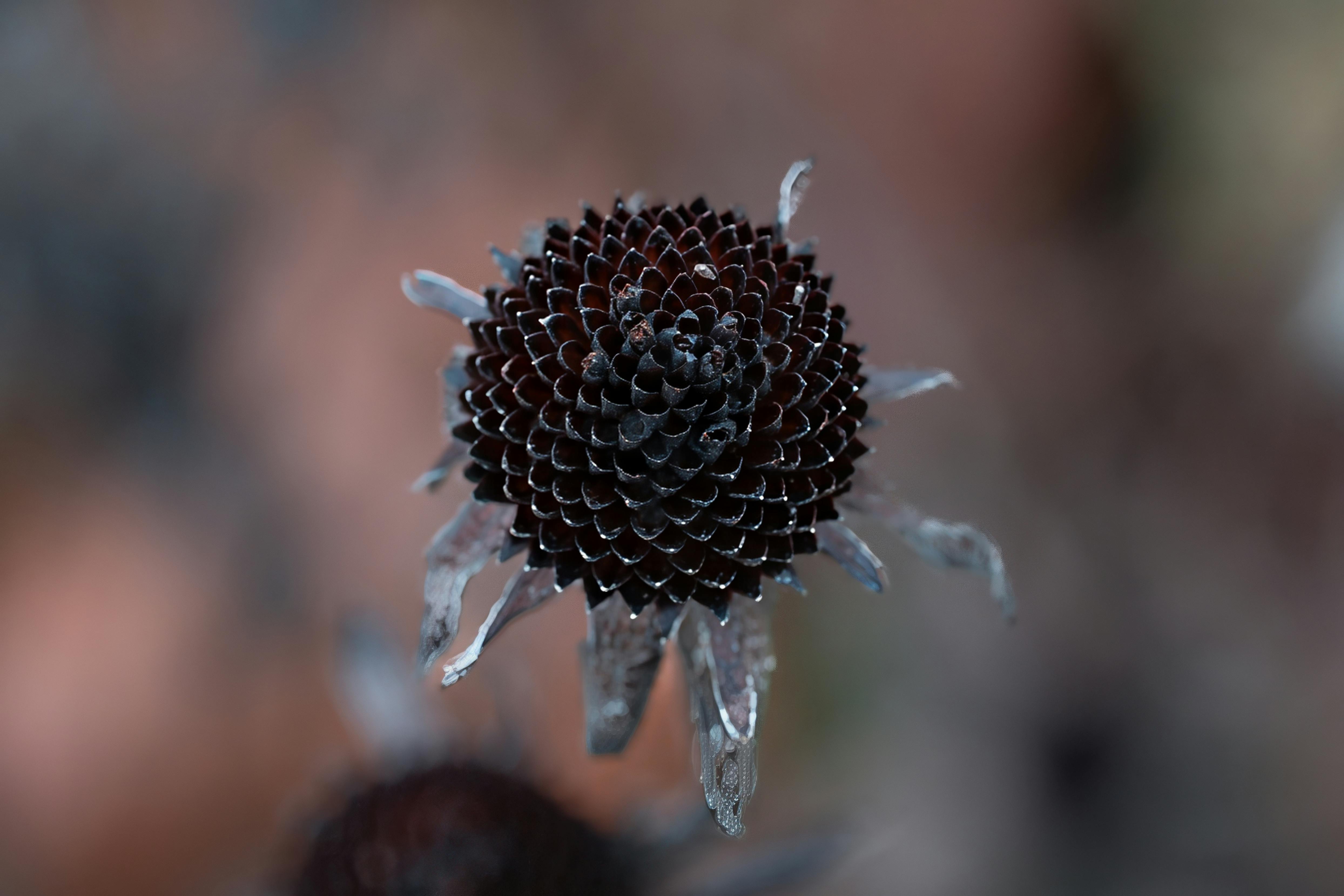Free stock photo of cone flower, coneflower, connecticut