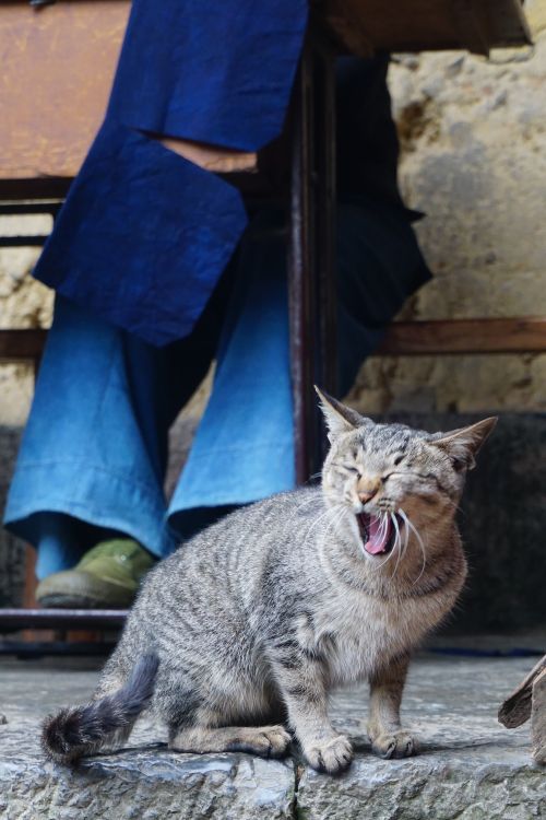 Free Charming yawning tabby cat seated on a stone pavement outdoors, beside a person in blue jeans. Stock Photo