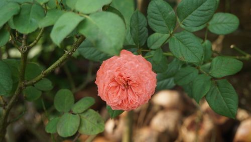 Free Vibrant pink rose bloom amidst green leaves in a serene garden setting. Stock Photo