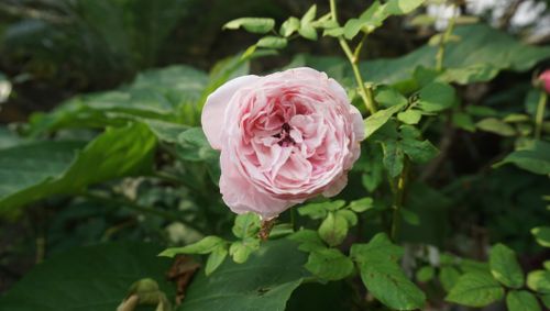 Free Beautiful pink rose blooming among lush green leaves in a garden setting. Stock Photo