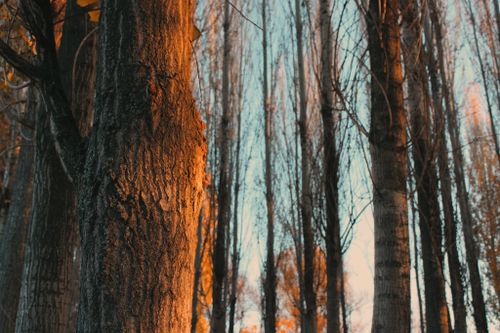 Free A serene forest with tall trees illuminated by warm sunset colors, evoking tranquility. Stock Photo