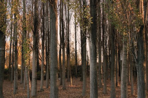 Free A tranquil forest scene with tall trees and autumn foliage softly lit by sunset. Stock Photo