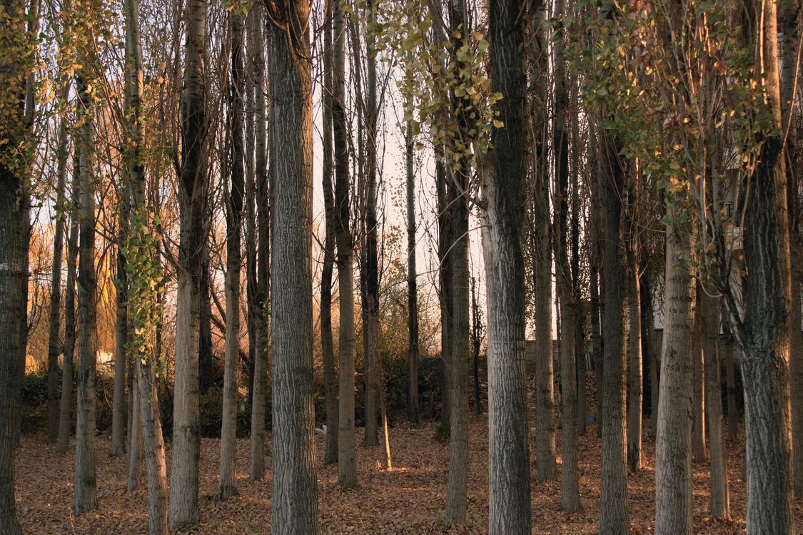 Serene Forest with Tall Trees in Autumn Light · Free Stock Photo