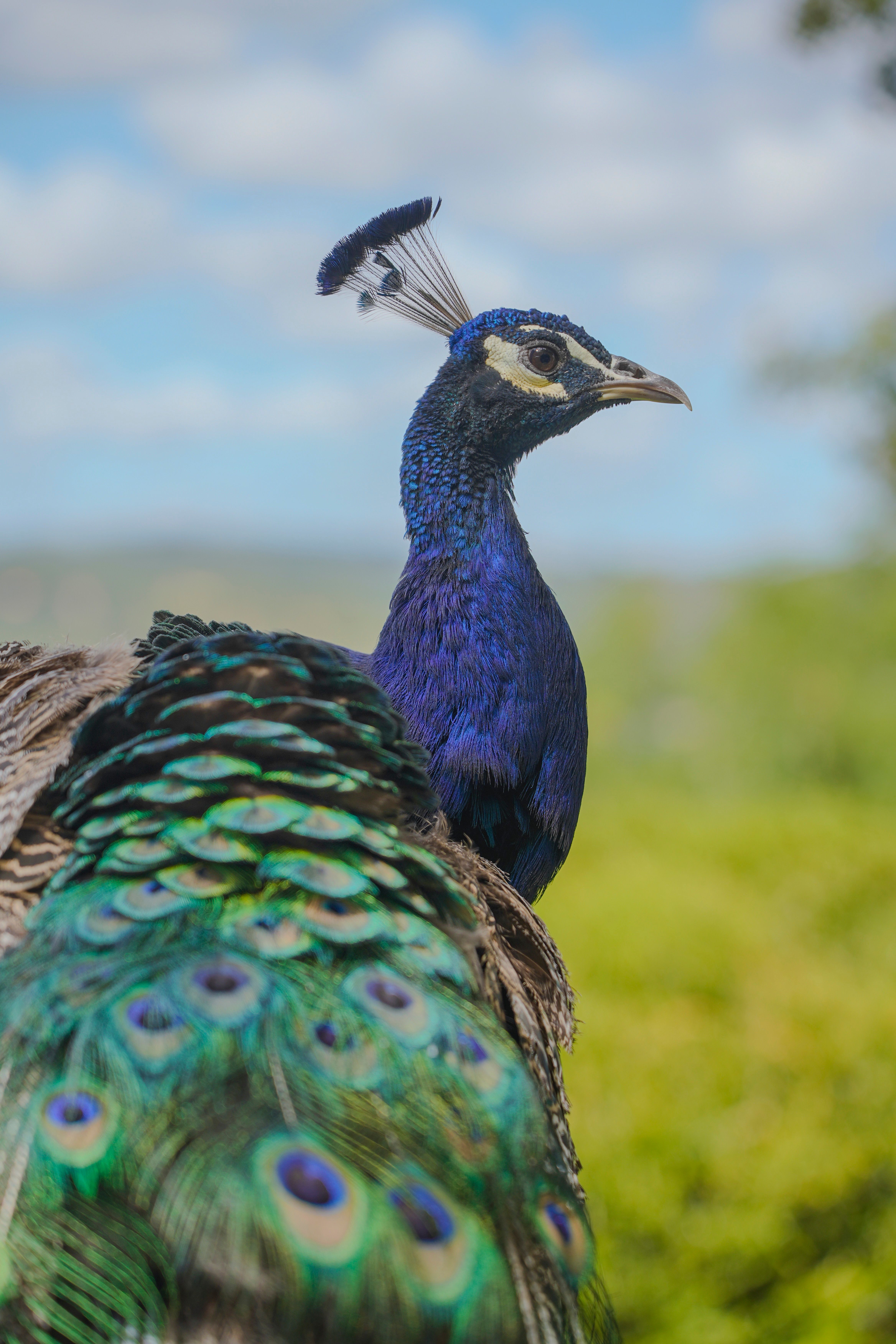 Majestic Peacock Posing in Natural Habitat · Free Stock Photo