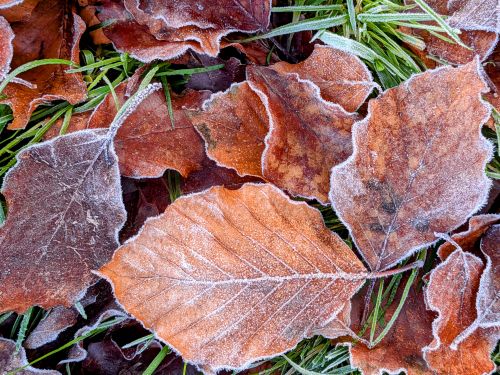 Free Close-up of frosty leaves on a chilly morning in Scotton, England. Stock Photo