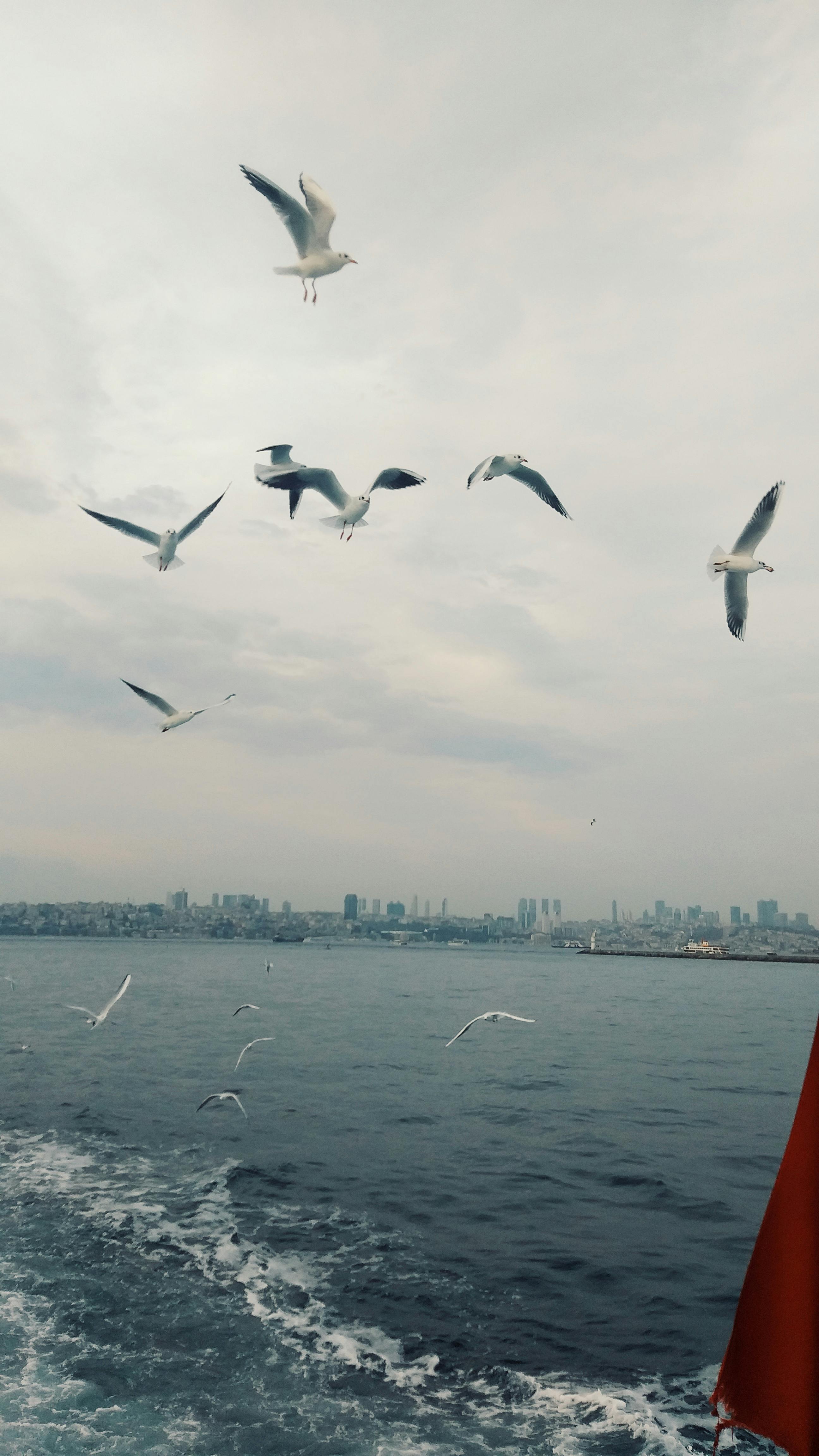 Seagulls soar above the ocean with a city skyline in the background, evoking calm and serenity.