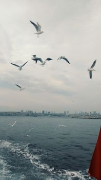 Seagulls soar above the ocean with a city skyline in the background, evoking calm and serenity.