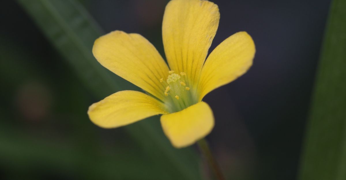 Oxalis : Propriétés Médicinales & Usages