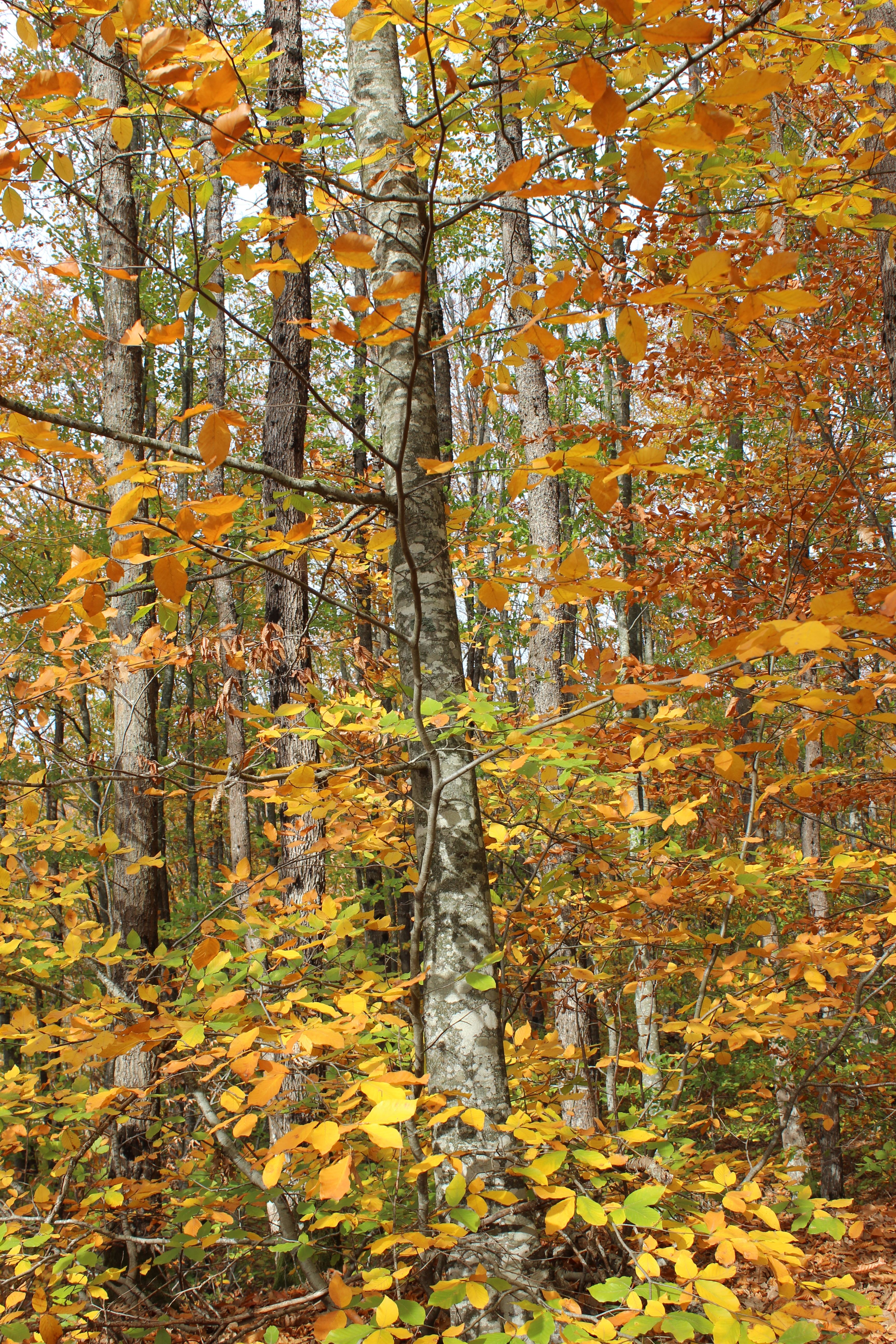 A scenic view of a forest with vibrant autumn foliage showcasing golden and orange leaves.