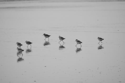 Black and white photo of shorebirds walking gracefully on a tranquil beach in Nouvelle-Aquitaine, France.
