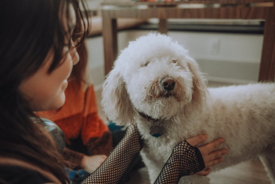 What FDA Research Reveals About Grain-Free Dog Food and DCM Risk A cozy moment between a poodle and its owner indoors, capturing warmth and affection.