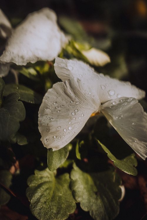 Free Close-up of white flowers with dew drops capturing morning sunlight, vibrant nature scene. Stock Photo