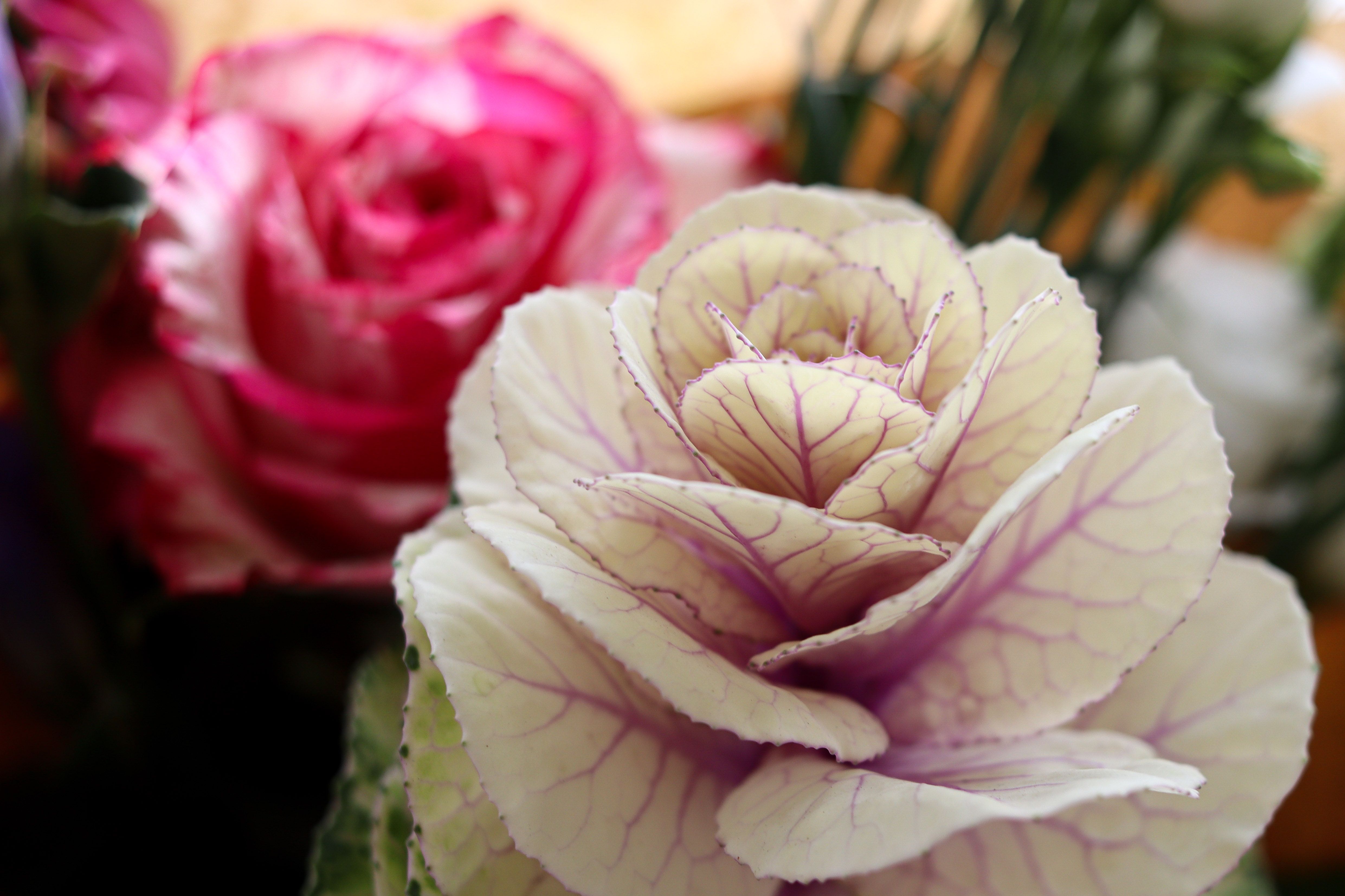 Close Up of Ornamental Cabbage and Roses · Free Stock Photo
