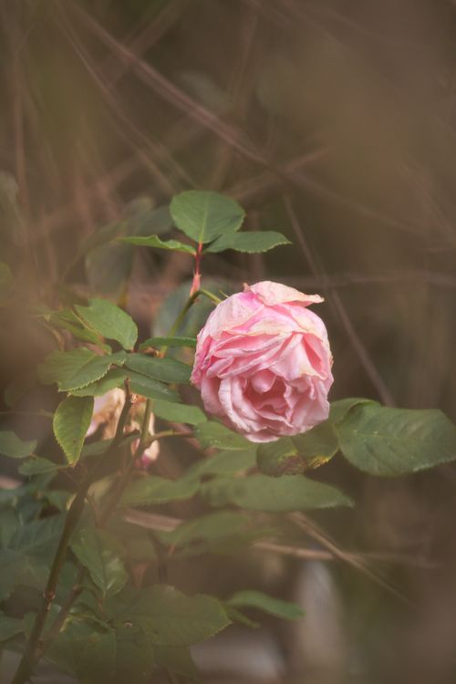 Free Soft pink rose among green leaves, evoking a serene and natural feeling. Stock Photo