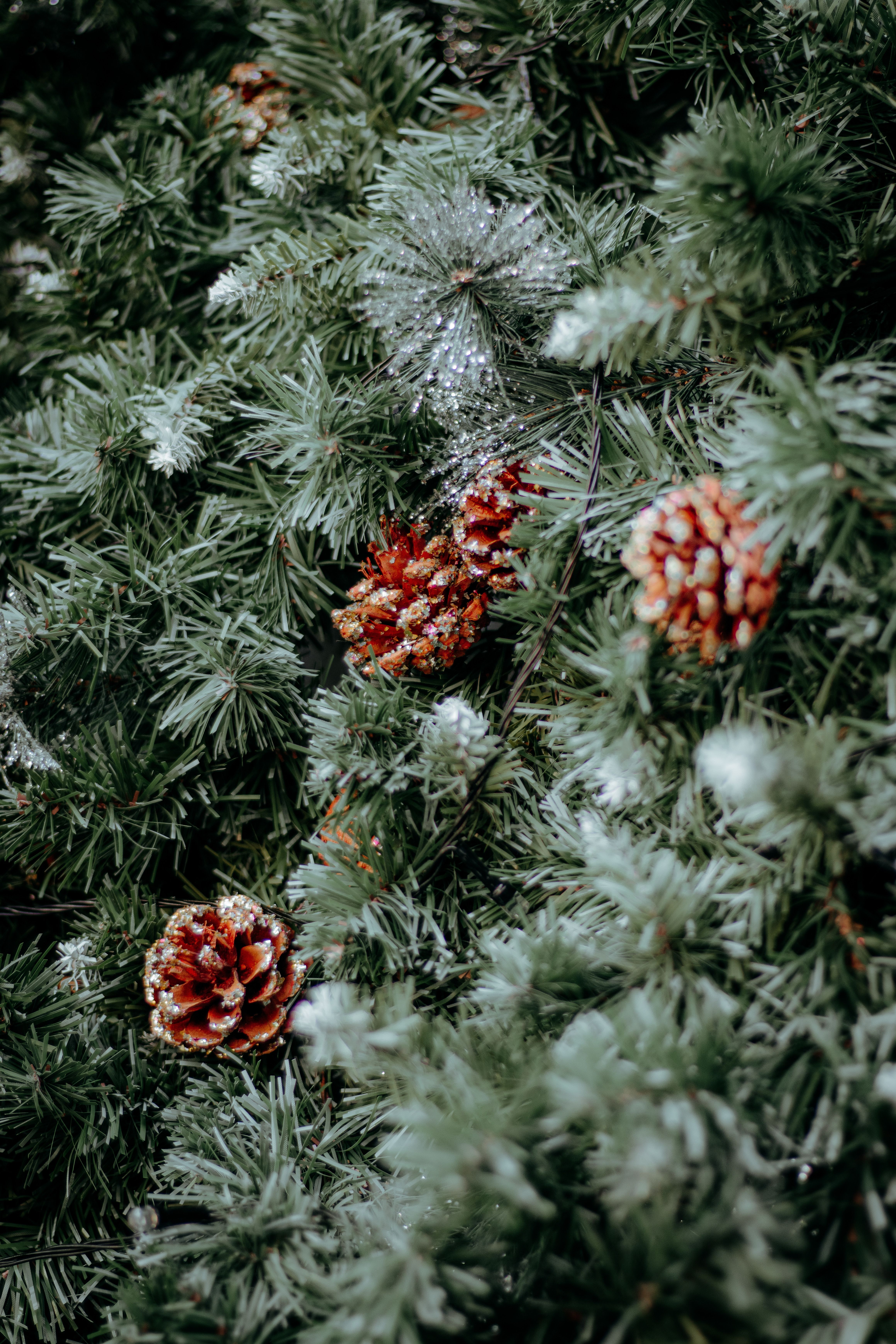 Winter Pine Cones with Frosty Pine Needles · Free Stock Photo