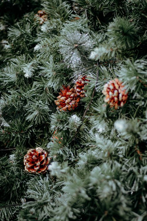 Winter Pine Cones with Frosty Pine Needles · Free Stock Photo