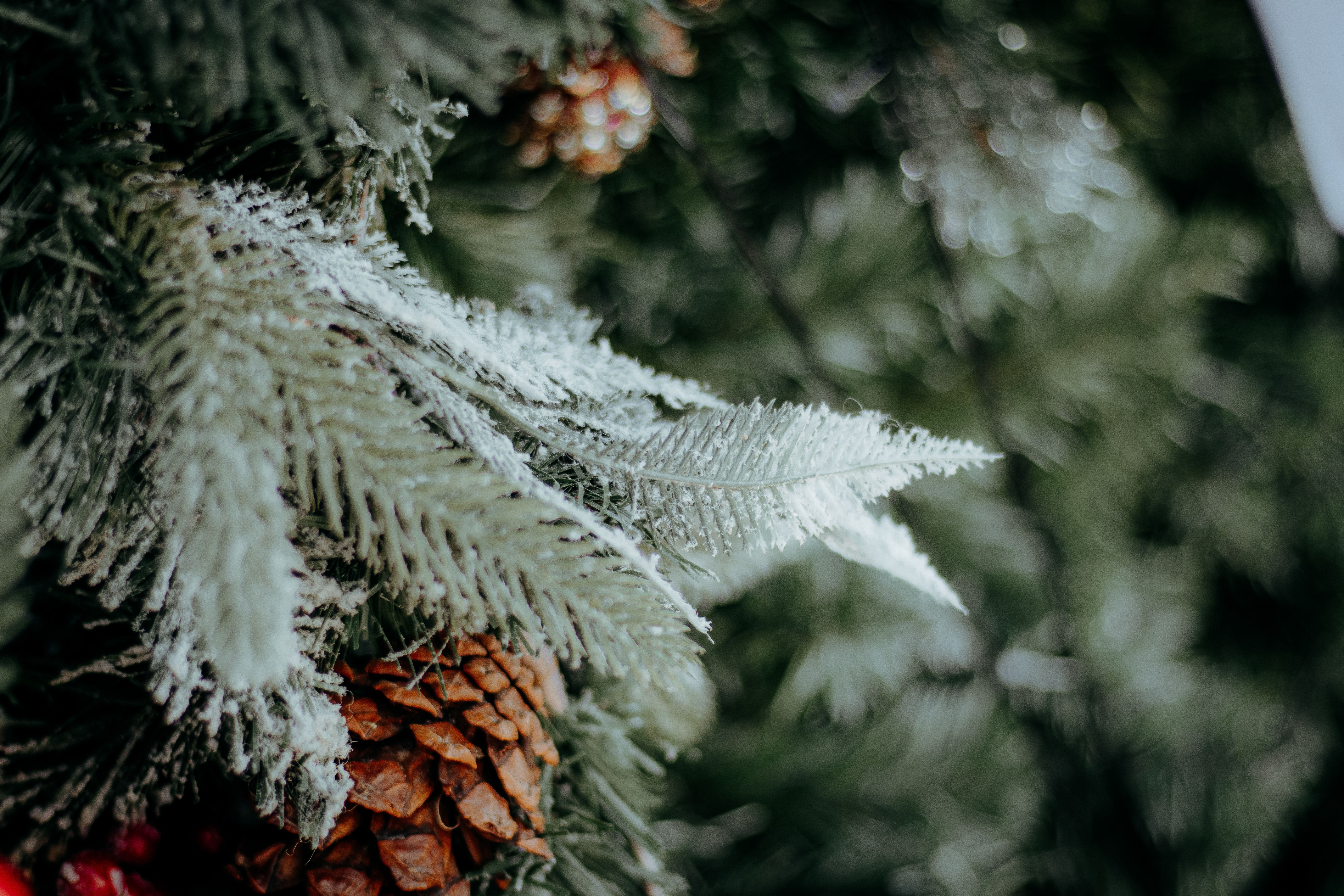 How to Have a Green Christmas the Eco-Conscious Way
