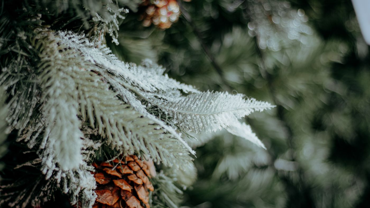 How to Have a Green Christmas the Eco-Conscious Way