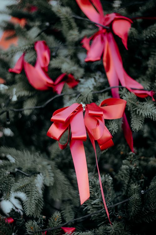 Free Close-up of vibrant red ribbons adorning a lush pine tree, evoking holiday cheer. Stock Photo