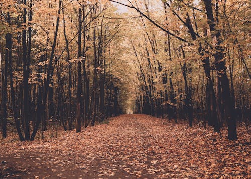 Yellow Leafed Woods