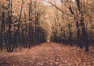 Fall Images