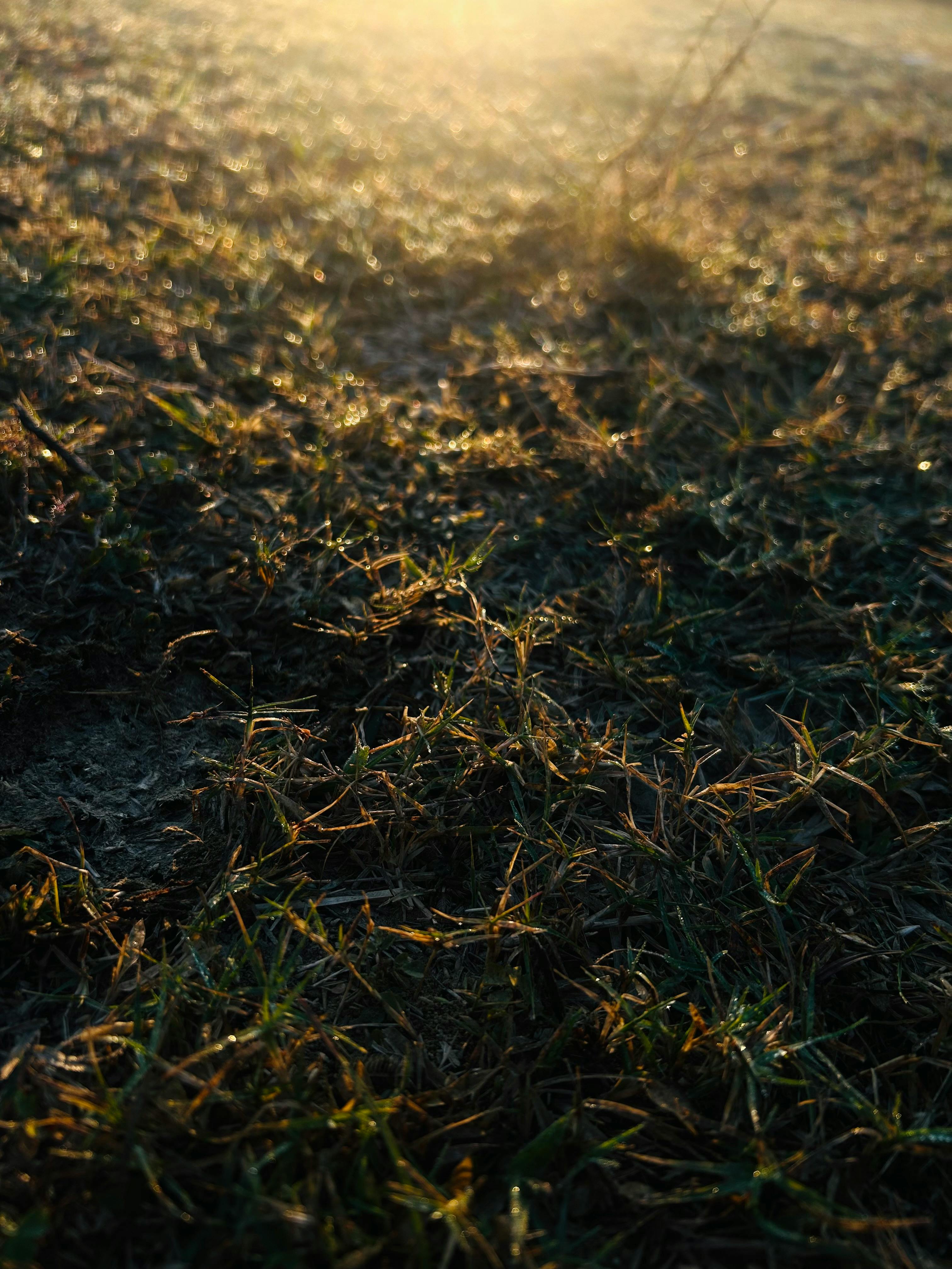 Why Do Dogs Have Wet Noses? Uncover The Fascinating Truth! 8 What Environmental Factors Contribute to a Dog's Wet Nose? Find Out Here!