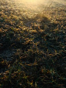 Close-up of dewy grass illuminated by the soft morning sun, creating a serene and natural atmosphere.