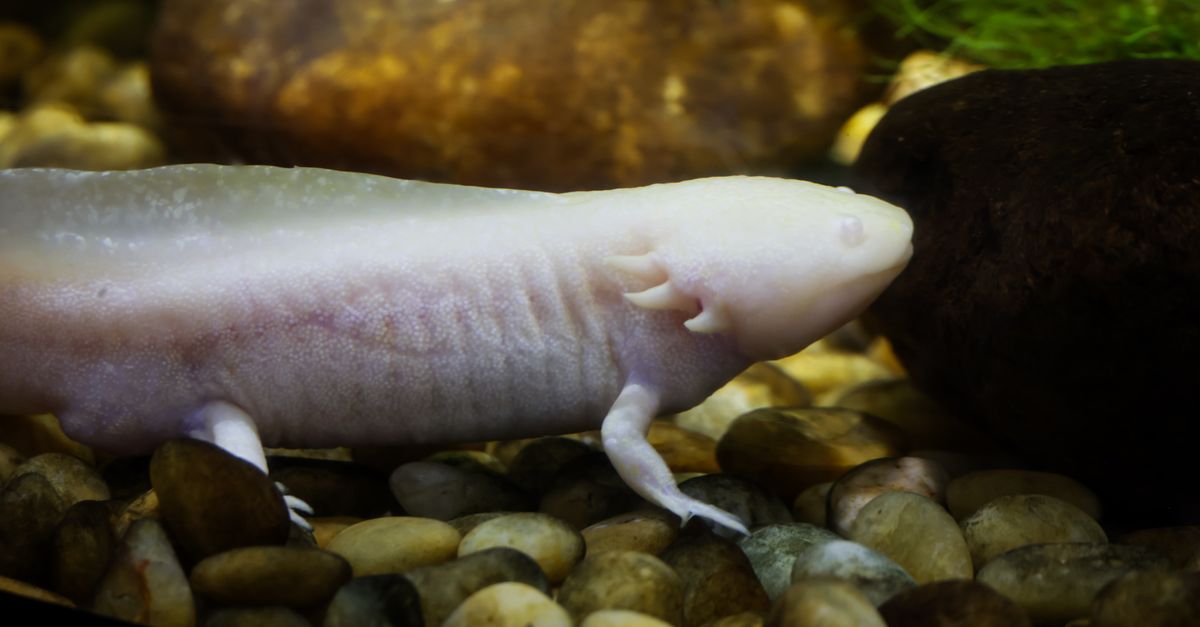 ¿Cuáles son los 10 animales con las capacidades biológicas más sorprendentes del planeta? ¿Cuáles son los 10 animales con las capacidades biológicas más sorprendentes del planeta?