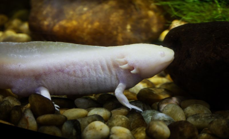 Axolotl mexický
