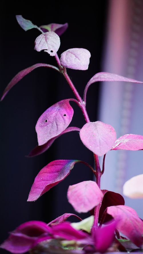 Free stock photo of green, home, indoor nature Stock Photo