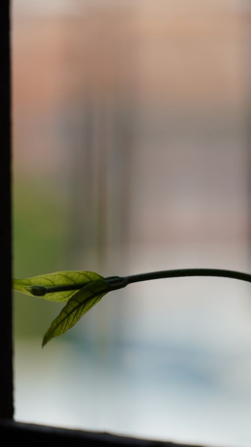 Free stock photo of green, home, indoor nature Stock Photo