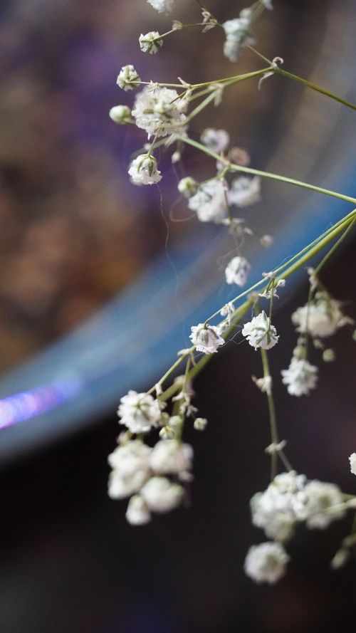 Free stock photo of green, home, indoor nature Stock Photo