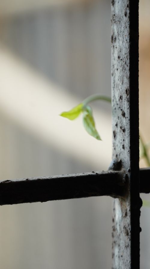 Free stock photo of green, home, indoor nature Stock Photo