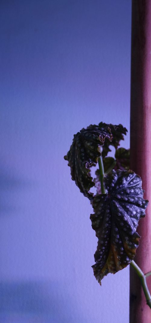 Free stock photo of green, home, indoor nature Stock Photo