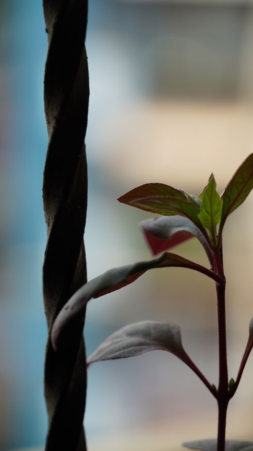 Free stock photo of green, home, indoor nature Stock Photo