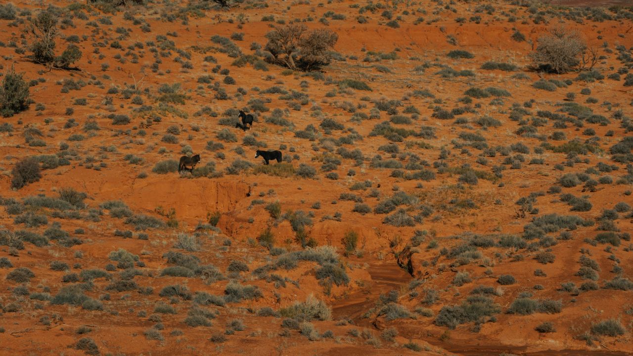 majestic wild horses roam the vibrant red desert landscape of arizona